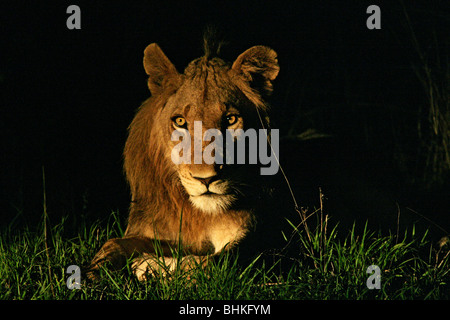 Wilden Löwen im südafrikanischen Busch oder Buschland in der Nacht. Stockfoto