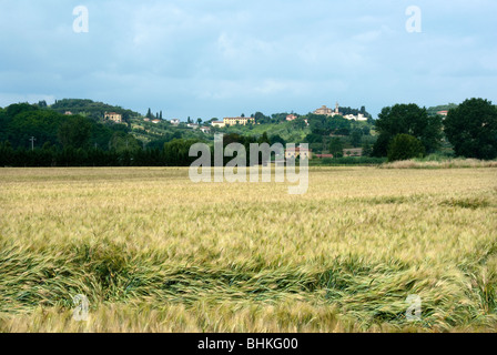 Weizen, Feld und in der Ferne die Stadt von Casciana Alta in den pisanischen Hügeln Stockfoto