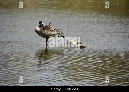 Eine kanadische Gans (Maxima) ruht auf einem Baumstamm neben einem rot-eared slider Stockfoto