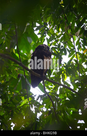 Spectacled Eulen in Nationalpark Manuel Antonio, Puntarenas, Costa Rica Stockfoto