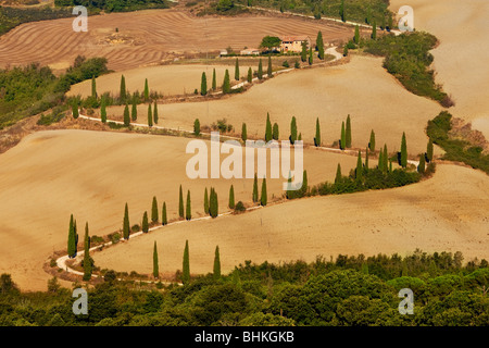 Switchback Zypressen gesäumte Straße in der Nähe von La Foce, Toskana Italien Stockfoto