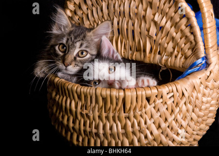 Zwei Katzen im Korb Stockfoto