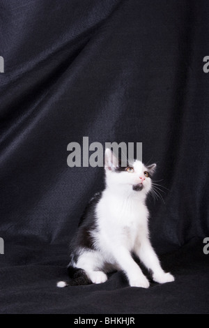 Schwarz / weiß Katze sitzt Stockfoto