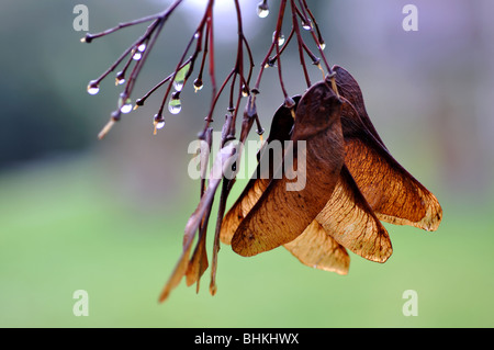 Bergahorn Tasten auf Baum im Winter, UK Stockfoto