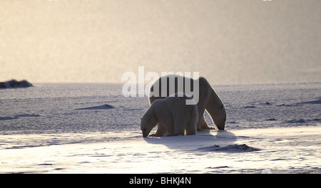 Eisbären zurück auf die glitzernde Oberfläche eines gefrorenen Sees in der Tundra, im späten Nachmittag Schein der untergehenden Sonne beleuchtet. Stockfoto