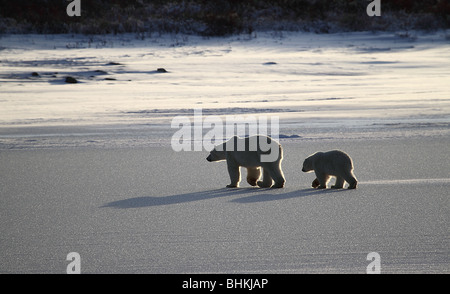 Eisbären zurück auf die glitzernde Oberfläche eines gefrorenen Sees in der Tundra, im späten Nachmittag Schein der untergehenden Sonne beleuchtet. Stockfoto