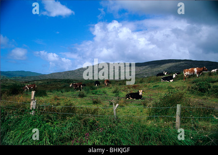 Rinder grasen auf einer Wiese auf das Schaf Kopf Halbinsel Stockfoto