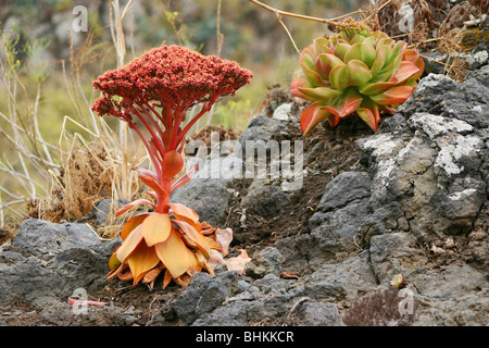 Aeonium Nobile wachsen wild auf La Palma Stockfoto