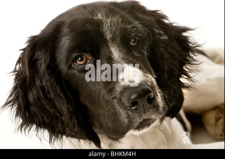 Nahaufnahme des schwarzen Gesichts eines großen Munsterlander-Welpen mit einem weißen Fleck auf der Nase, auf weißem Hintergrund geschossen. Stockfoto