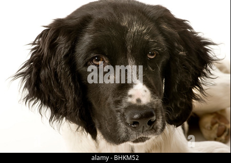 Nahaufnahme des schwarzen Gesichts eines großen Munsterlander-Welpen mit einem weißen Fleck auf der Nase, auf weißem Hintergrund geschossen. Stockfoto