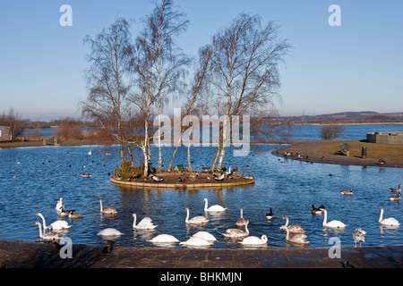 Gänse, Enten und Schwäne auf einem kleinen pool Stockfoto