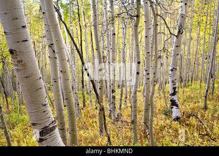 Eine Aspen Grove in Colorado Gelb im Herbst Saison. Stockfoto