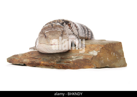 Nördlichen blau genutet Skink Tiliqua Scincoides intermedia Portrait alleinstehenden ruht auf einem Felsen Studio, Gefangenschaft, UK Stockfoto