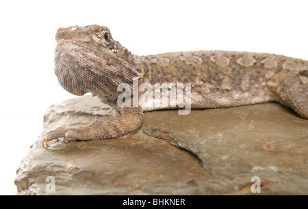 Lawsons Drachen Pogona Henrylawsoni alleinstehenden ruht auf einem Felsen Studio, Gefangenschaft, UK Stockfoto