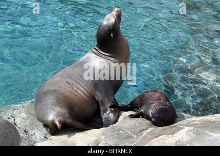 Sea Lion SeaWorld Orlando Florida USA Stockfoto