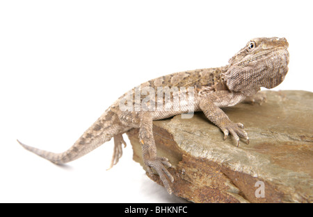 Lawsons Drachen Pogona Henrylawsoni alleinstehenden ruht auf einem Felsen Studio, Gefangenschaft, UK Stockfoto