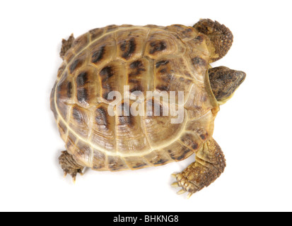 Horsfield der Schildkröte Testudo Horsfieldii Porträt von alleinstehenden von oben Studio, Gefangenschaft, UK Stockfoto