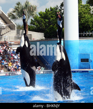 Sea World Orlando Florida Schwertwale Stockfoto