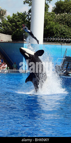 Sea World Orlando Florida Schwertwale Stockfoto