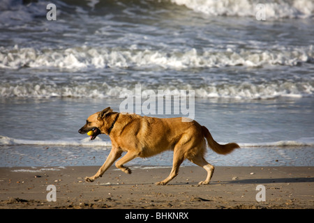 Belgischer Schäferhund Malinois (Canis Lupus Familiaris) mit Ball im Mund laufen am Strand, Belgien Stockfoto