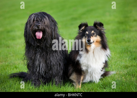 Schapendoes / Holländischen Schäferhund und Shetland Schäferhund / Collie (Canis Lupus Familiaris) im Garten Stockfoto