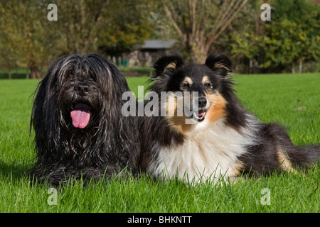 Schapendoes / Holländischen Schäferhund und Shetland Schäferhund / Collie (Canis Lupus Familiaris) im Garten Stockfoto