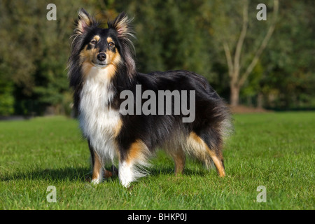 Shetland Sheepdog / Collie / Sheltie (Canis Lupus Familiaris) im Garten Stockfoto