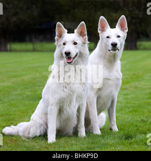 Zwei weiße Schweizer Schäferhunde (Canis Lupus Familiaris) im Garten Stockfoto