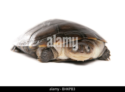 Afrikanische behelmter Schildkröte Pelomedusa Subrufa Porträt des jungen männlichen Studio, Gefangenschaft, UK Stockfoto