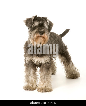 Salz- und pfefferfarben Miniaturschnauzer Hund auf weißem Hintergrund Schwanz stehend zeigt Stockfoto