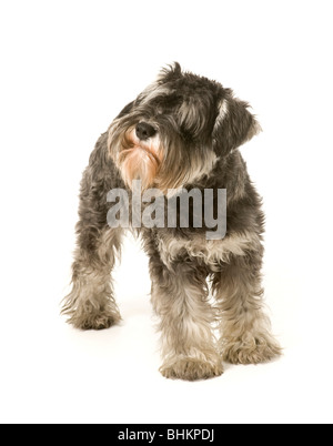 Salz- und Pfefferfarben Miniatur-Schnauzer-Hund auf weißem Hintergrund Stockfoto
