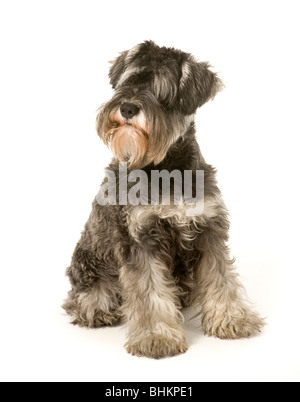 Salz- und Pfefferstreuer Miniaturschnauzer Hund auf weißem Hintergrund Stockfoto