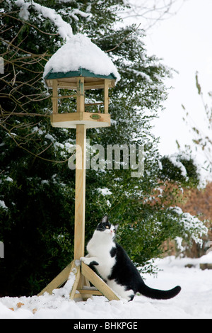 Hauskatze (Felis Catus) klettert Futterhaus im Garten im Schnee im winter Stockfoto