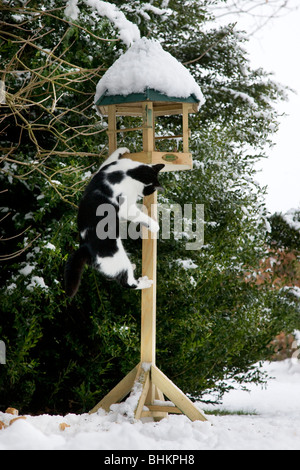 Hauskatze (Felis Catus) klettert Futterhaus im Garten im Schnee im winter Stockfoto