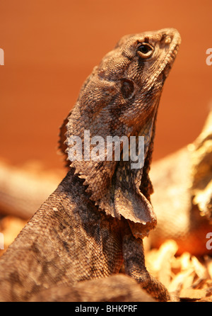 Krause-necked Eidechse Chlamydosaurus Kingii Porträt des weiblichen Erwachsenen Gefangenen, UK Stockfoto