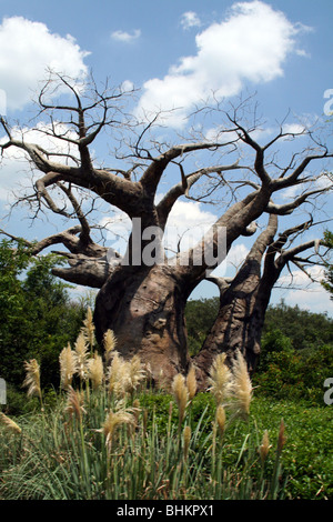 Baobab-Baum Tierreich Walt Disney World FL USA Stockfoto