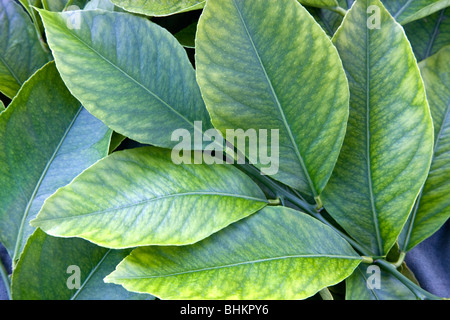 Filiale, neue Zitrone Blätter, 'Citrus Limon'. Stockfoto