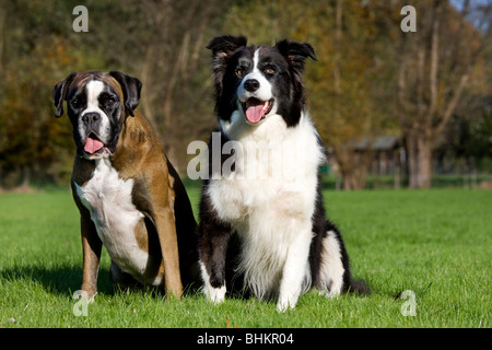 Border Collie und Boxer (Canis Lupus Familiaris) sitzen im Garten Stockfoto