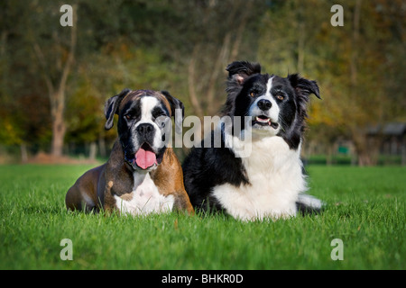 Border Collie und Boxer (Canis Lupus Familiaris) im Garten Stockfoto
