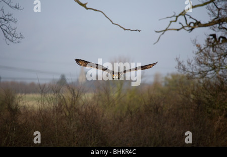 Eurasische Adler-Eule Bubo Bubo einzelne Erwachsenfrau fliegen Gloucestershire, UK Stockfoto