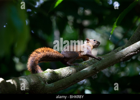 Red-tailed Squirrel, Hacienda Baru, Costa Rica Stockfoto