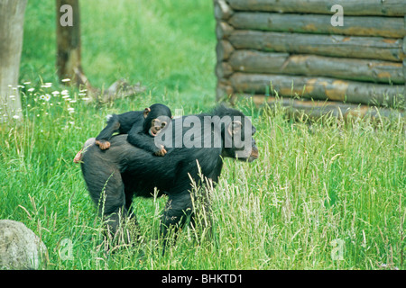 gemeinsame Schimpanse sein Kind auf seinen Rücken zu tragen Stockfoto