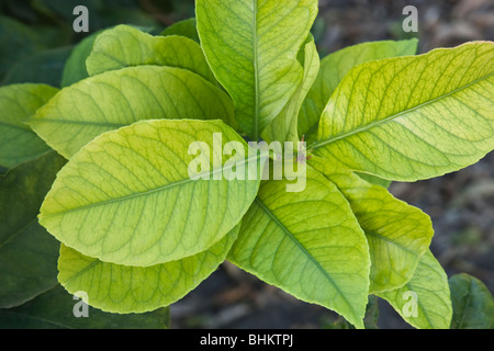 Young-Zitrone Blätter, Zweig 'Citrus Limon'. Stockfoto