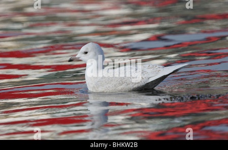 Island-Möwe am roten Wasserreflexion. Oban, Schottland Stockfoto