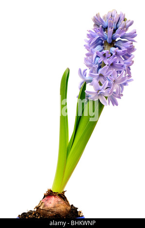 Hyazinthe, isoliert auf weiss - saisonale Blumen Stockfoto