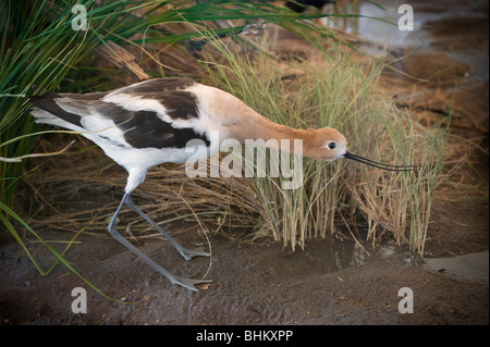 Eine amerikanische Säbelschnäbler ist auf Anzeige an Joe Skeen Visitor Center, Bitter Lake National Wildlife Refuge, Roswell, New Mexico. Stockfoto