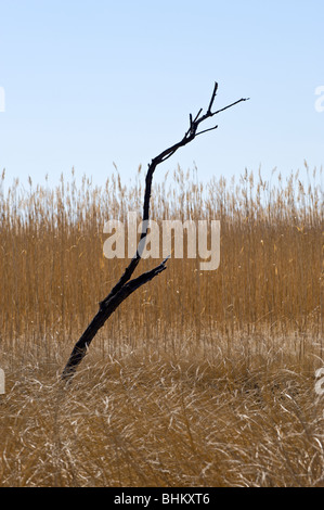 Große goldene Gräser wiegen sich im Wind, im Bitter Lake National Wildlife Refuge in der Nähe von Roswell, New Mexico. Stockfoto