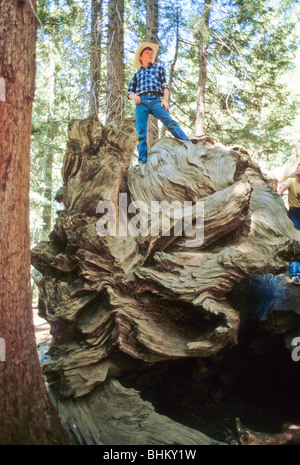 junge Cowboy Hut steht auf Wurzeln der gefallenen Riesen Mammutbaum Sequoia Nationalpark Kalifornien USA Erholung Stockfoto