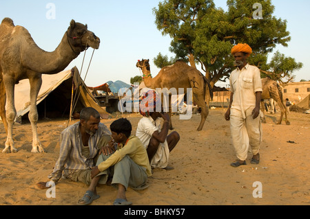 Pushkar während der Messe Pushkar, Rajasthan, Indien. Kamel Händler am Vieh Teil der Messe. Stockfoto