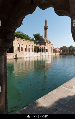 Der Pool von Abraham in Sanhurfa enthält Heilige Karpfen wenn geschädigt wird, der Legende nach Erblindung führen Stockfoto